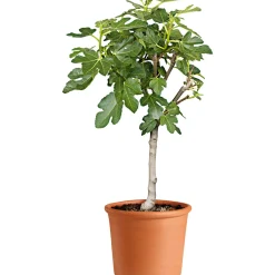 Clearance Übertopf Cilindro Bordato cm