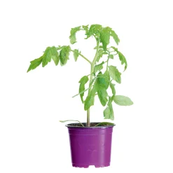 Hot Bio Gourmet Tomaten Venusbrüstchen Topf Durchmesser 11 cm