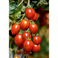 Hot Bio Gourmet Tomaten Venusbrüstchen Topf Durchmesser 11 cm