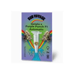 Online Bud Voyage Hanfsamen Gelato x Purple Punch F1 Auto