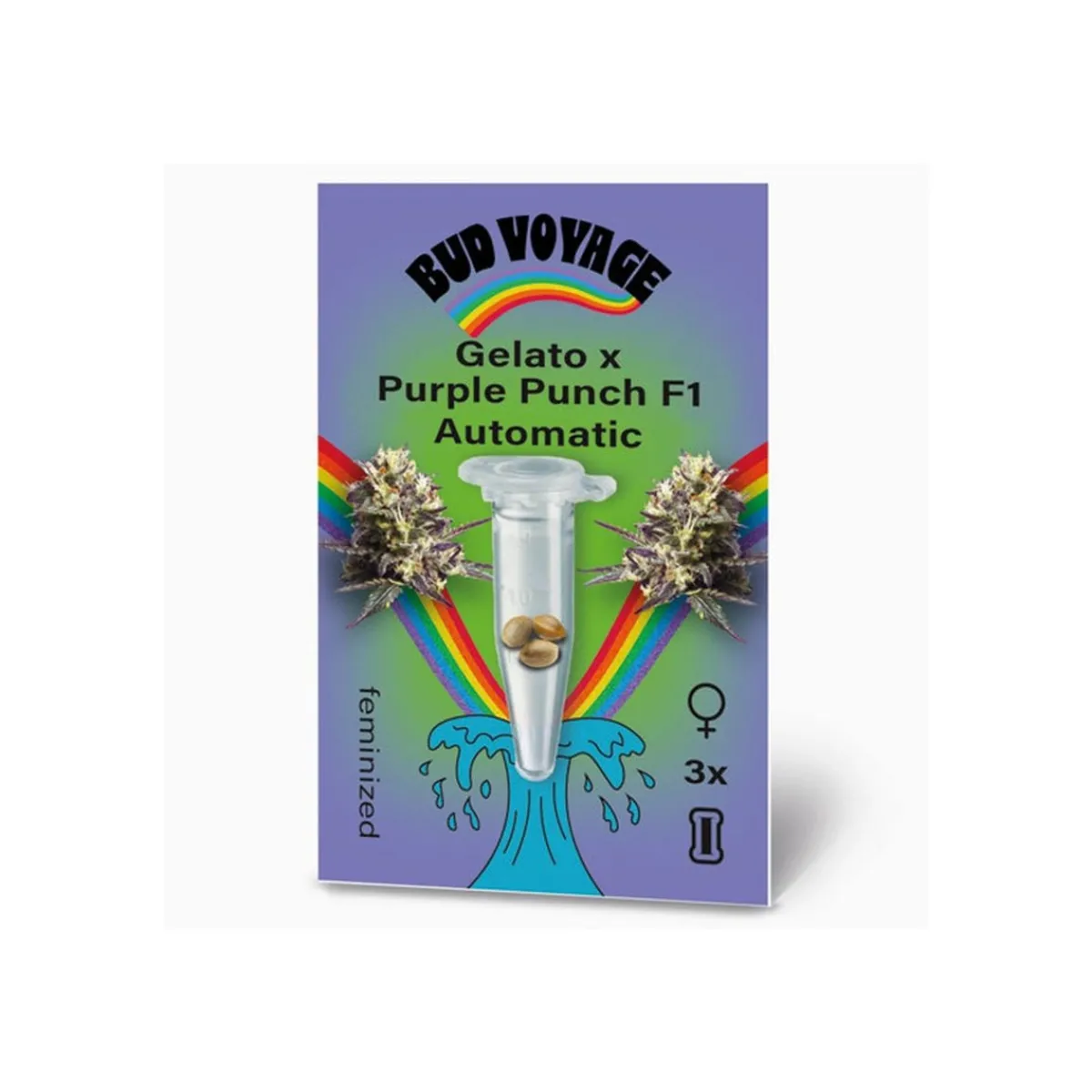 Online Bud Voyage Hanfsamen Gelato x Purple Punch F1 Auto