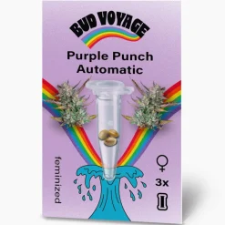 Hot Bud Voyage Hanfsamen Purple Punch Auto