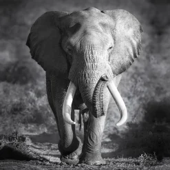 Best Pro-Art Canvas-Art Elefant 30 x 30 cm