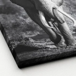 Best Pro-Art Canvas-Art Elefant 30 x 30 cm
