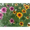 Hot Chrysantheme Jellyfish 5-farbig im 14 cm Topf