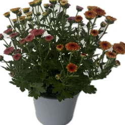 Hot Chrysantheme Jellyfish 5-farbig im 14 cm Topf
