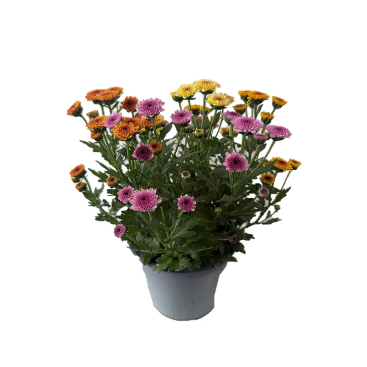 Hot Chrysantheme Jellyfish 5-farbig im 14 cm Topf