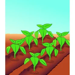 Sale Compo BIO Tomaten- und Gemüseerde torffrei 40 L