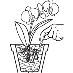 Discount Compo Düngestäbchen für Orchideen 20 Stäbchen