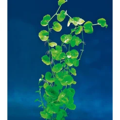 Discount Dennerle Wasserpflanzen für Aquarien