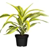 Online Drachenbaum Topf- Durchmesser 17 cm