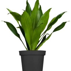 Online Drachenbaum Topf- Durchmesser 17 cm
