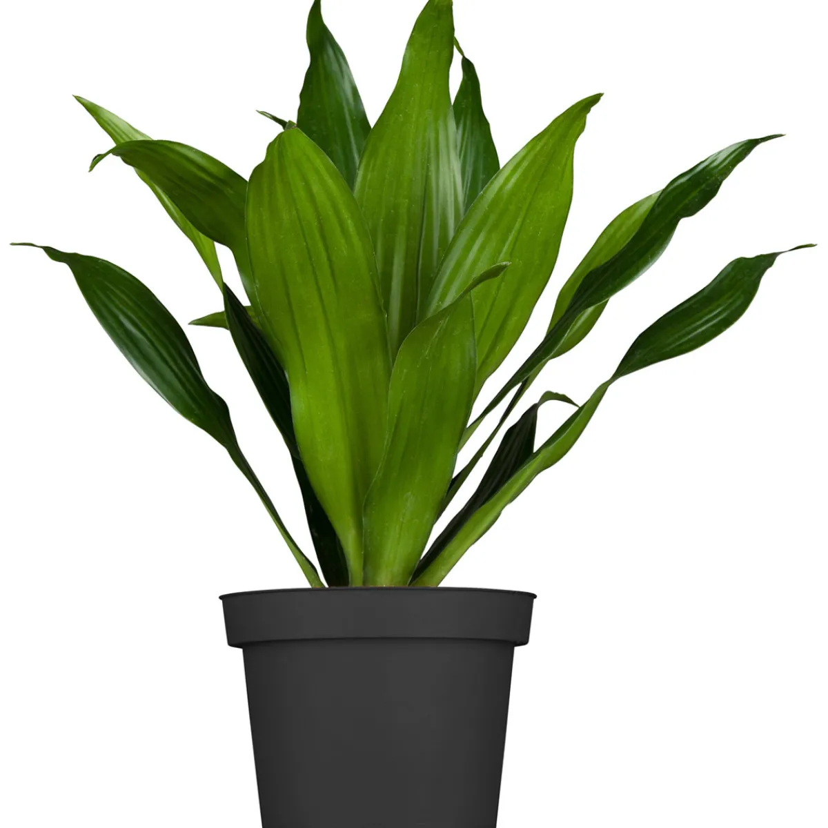 Online Drachenbaum Topf- Durchmesser 17 cm