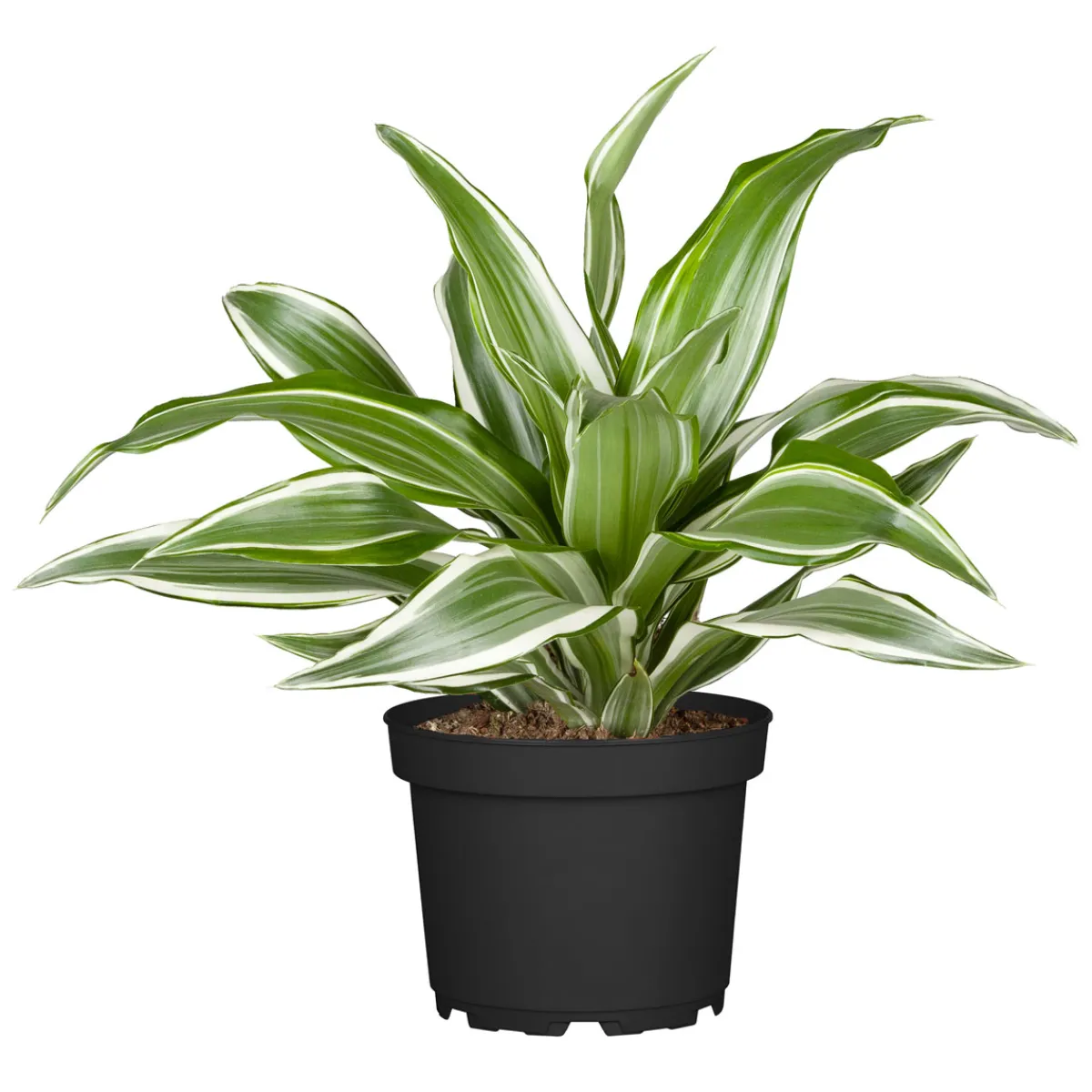 Online Drachenbaum Topf- Durchmesser 17 cm