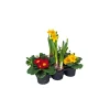 Online Plantiflor Frühlingsboten verschiedene Farben 6er-Pack