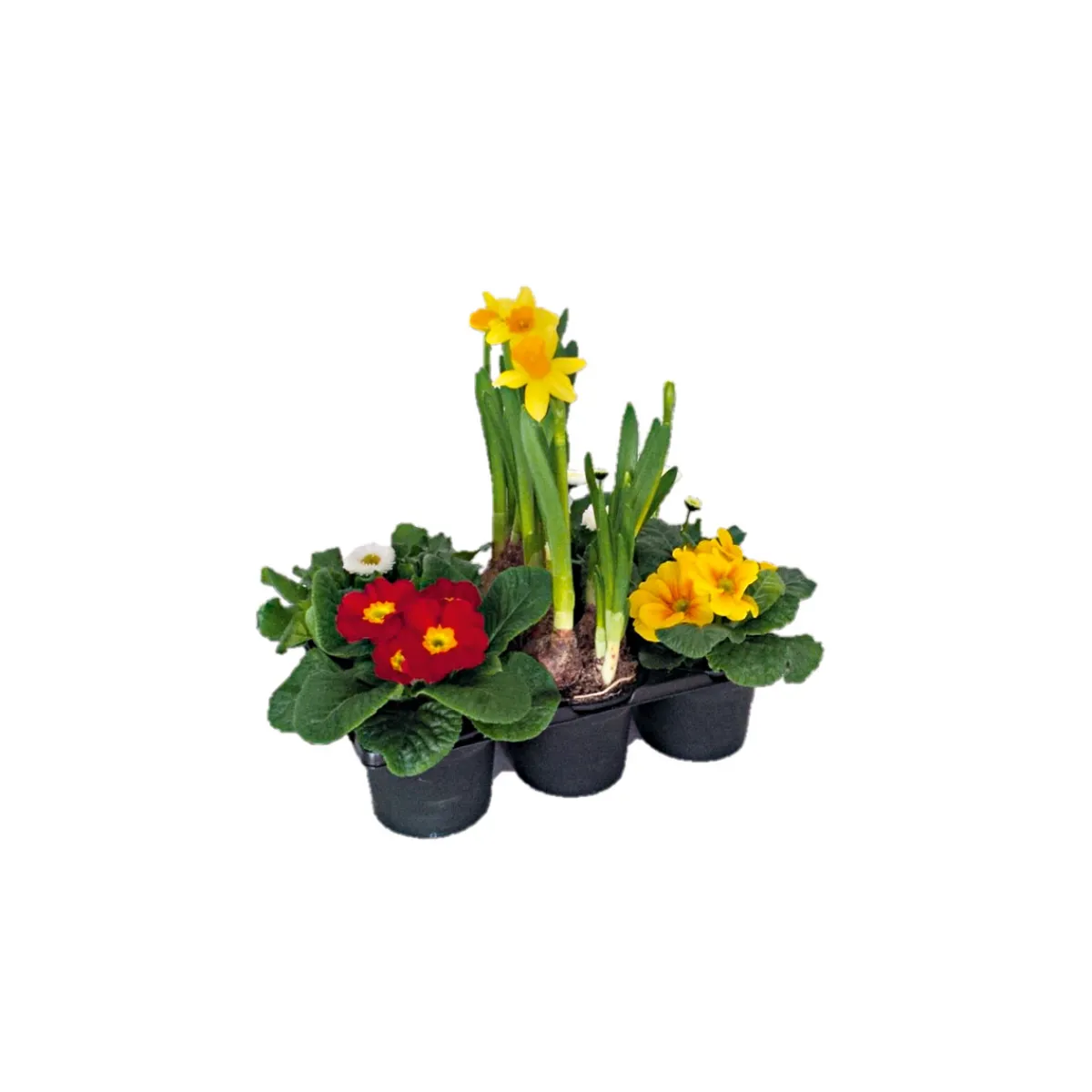 Online Plantiflor Frühlingsboten verschiedene Farben 6er-Pack