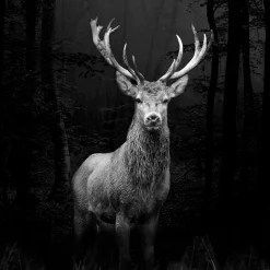 New Pro-Art Glas-Art Grey Deer Head 20 x 20 Glasbild