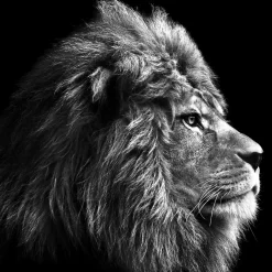 Pro-Art Glas-Art Grey Lion Head 20 x 20 Glasbild