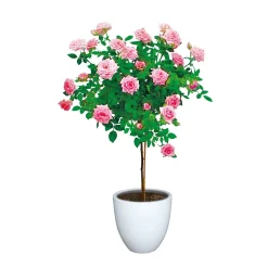 Clearance Haveson Pflanztopf Bern II Durchmesser 21 x 20 cm weiß