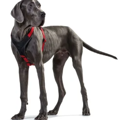 Outlet Hunter Hundegeschirr Neopren rot-schwarz Größe XS