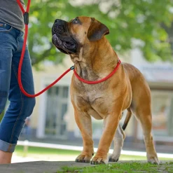 Discount Hunter Retriever-Leine Freestyle rot 210 x 1 cm