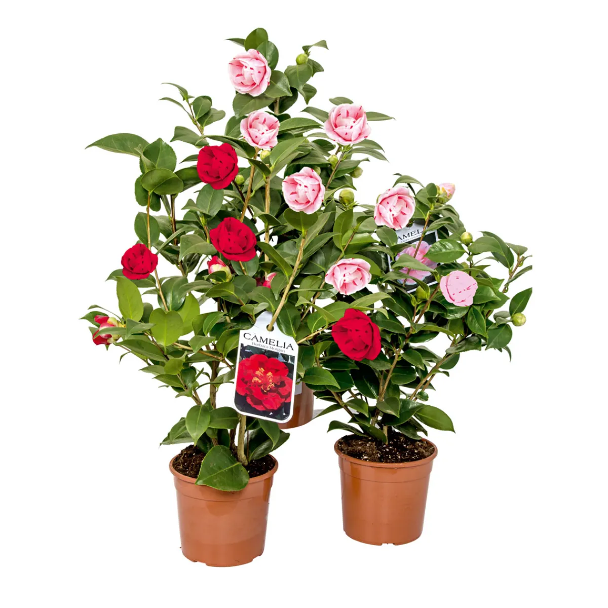 Best Japanische Kamelie Topf Durchmesser 15 cm