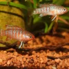 New JBL PRONOVO CICHLID GRANO S 250ml CLICK
