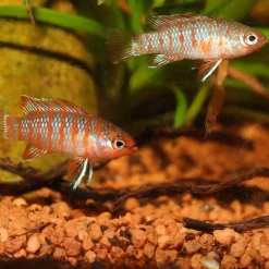 New JBL PRONOVO CICHLID GRANO S 250ml CLICK