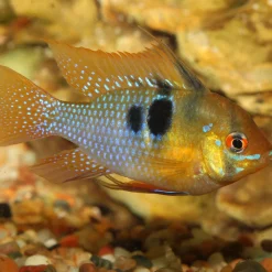 New JBL PRONOVO CICHLID GRANO S 250ml CLICK