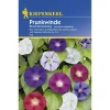 New Kiepenkerl Prunkwinde Prachtmischung