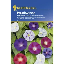 New Kiepenkerl Prunkwinde Prachtmischung