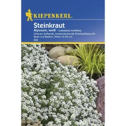 Online Kiepenkerl Steinkraut Alyssum weiß