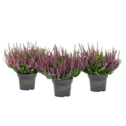 Hot Knospenblüher Beauty Ladies Topf- Durchmesser 11 cm