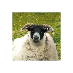 Best Komar Vlies Fototapete Green Ireland 450x280 cm
