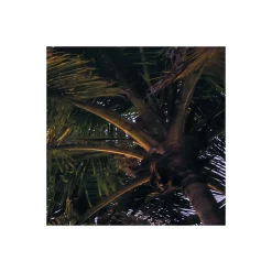 Discount Komar Vlies Fototapete Palmtrees on Beach 200x250 cm