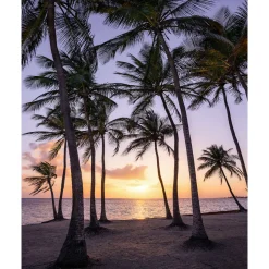 Discount Komar Vlies Fototapete Palmtrees on Beach 200x250 cm