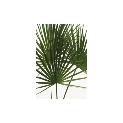 Discount Komar Wandbild Palmtree Leaves 40x50 cm