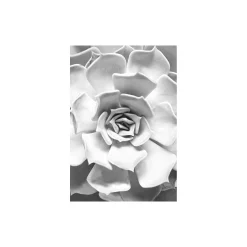 Discount Komar Wandbild Succulent Closeup 40x50 cm
