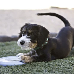 New Kong HSZ Puppy Flyer Frisbee 18cmfarbl. sortiert Naturkatuschuk