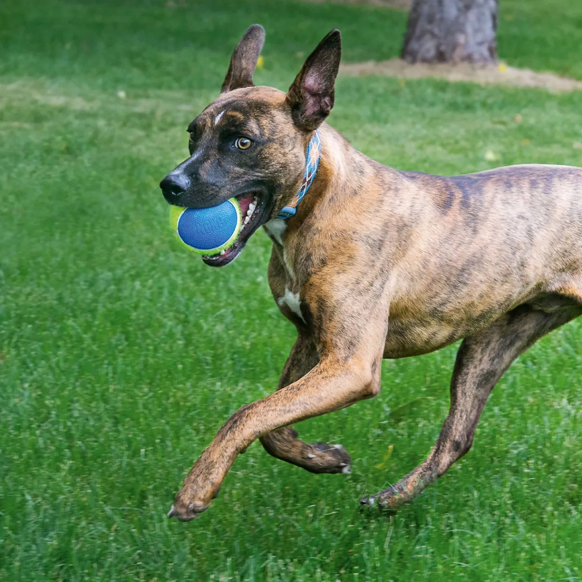 Hot KONG Hundespielzeug Squeakair Ultra Balls Durchmesser 7 cm 3 Stück