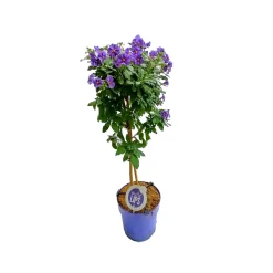 Outlet Mediterrane Stämme T19 4 Sorten