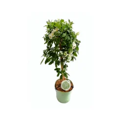 Outlet Mediterrane Stämme T19 4 Sorten