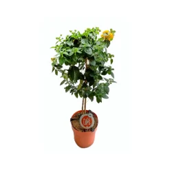 Outlet Mediterrane Stämme T19 4 Sorten