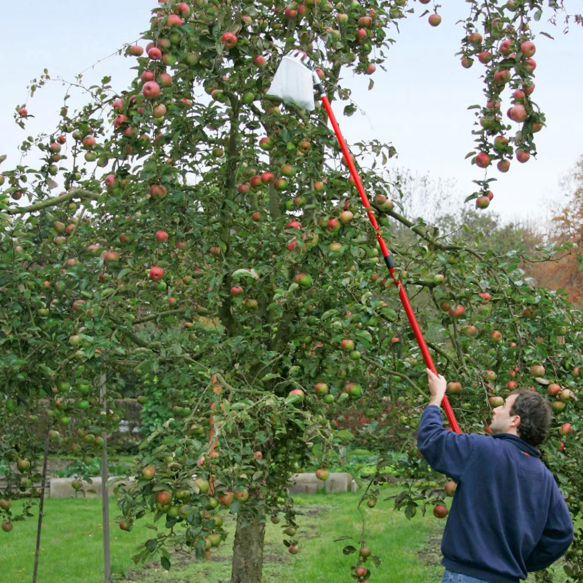 Outlet Meister Obstpflücker mit Teleskopstiel