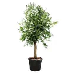 Hot Plantiflor Oliven-Stamm Ornamento 180 cm Topf Durchmesser 50 cm