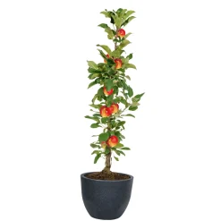 Geli Pflanzgefäß Rillenoptik 31 x 40 cm anthrazit