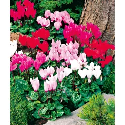 Outlet Plantiflor Alpenveilchen Topf Durchmesser 10,5 cm