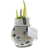 Best Plantiflor Amaryllis mit Socke gewachst ca 32 cm
