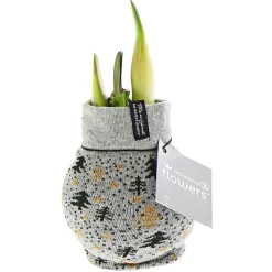 Best Plantiflor Amaryllis mit Socke gewachst ca 32 cm