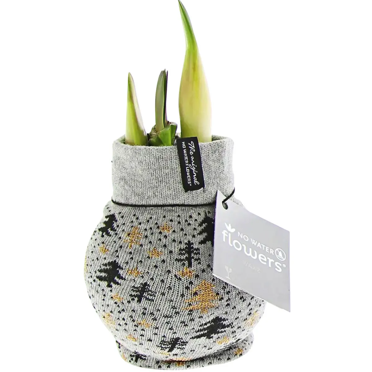 Best Plantiflor Amaryllis mit Socke gewachst ca 32 cm